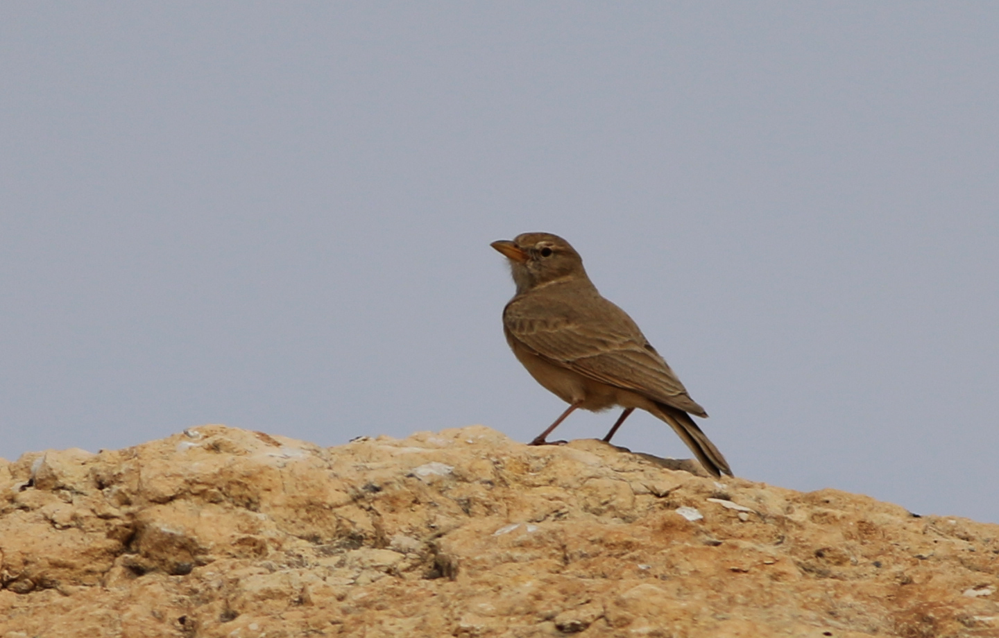 Desert Lark